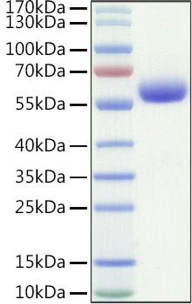 Recombinant Human LAIR-1/CD305 Protein (RPCB1052)