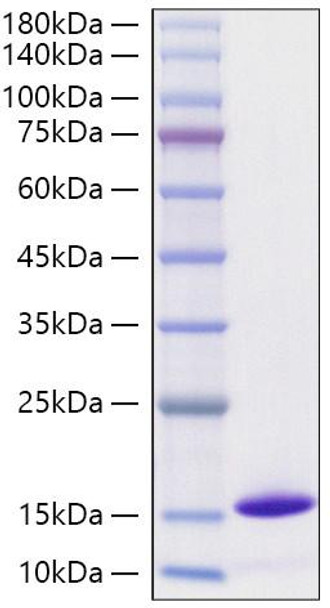 Recombinant Monkeypox virus D6L Protein (RPCB1134)