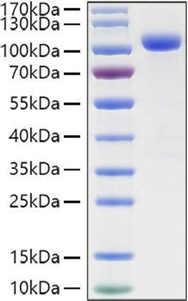 Recombinant Human LILRB2/ILT-4/CD85d Protein (RPCB1145)