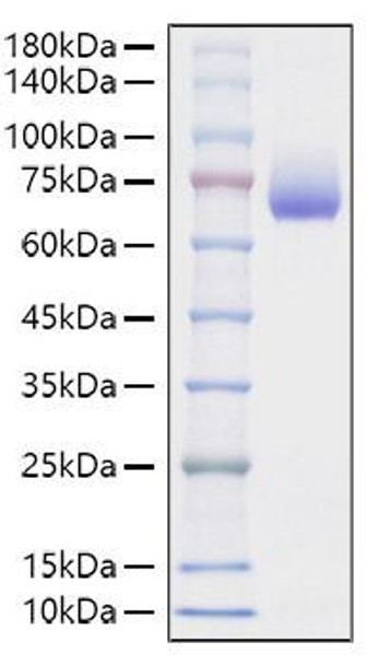 Recombinant Mouse SLAMF2/CD48 Protein (RPCB1279)