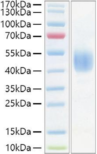 Recombinant Mouse CD24 Protein (RPCB1284)