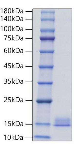 Recombinant Mouse CXCL4/PF-4 Protein (RPCB1310)