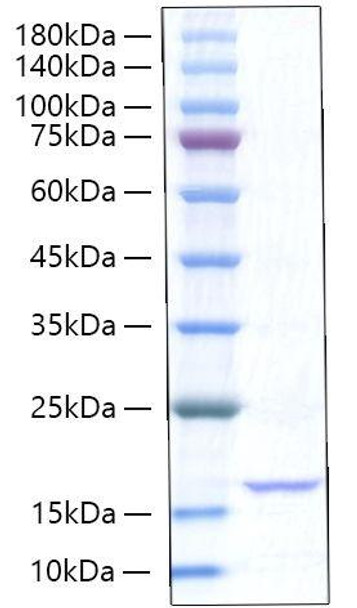 Recombinant Rat TNF-alpha Protein (RPCB1321)