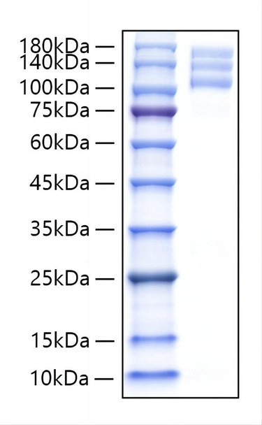 Recombinant Human Integrin alpha V beta3 (ITGB3ï¼†ITGAV) Protein (RPCB1332)