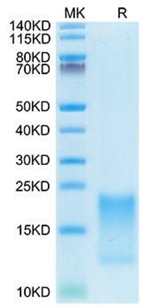 Recombinant Cynomolgus TNFRSF13C/BAFFR/CD268 Protein (RPCB1344)