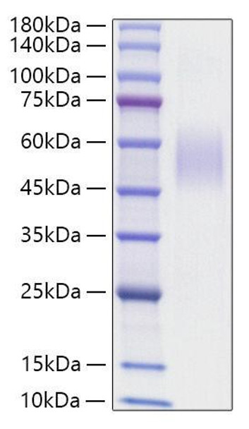 Recombinant Mouse MSR1/CD204 Protein (RPCB1374)