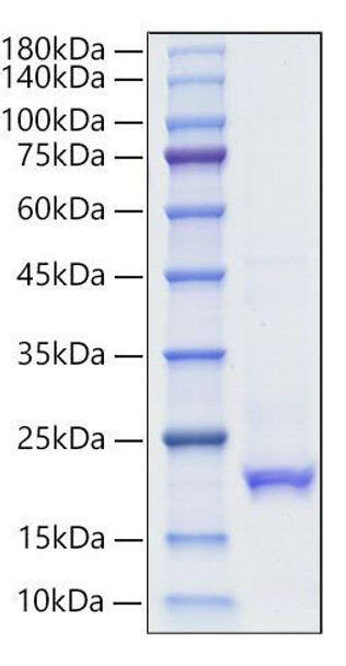 Recombinant Human IFN-alpha 10 Protein (RPCB1414)