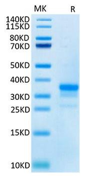 Recombinant Cynomolgus TNFRSF5/CD40 Protein (RPCB1417)