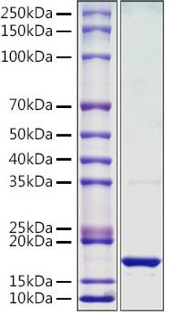 Recombinant Monkeypox virus L1R Protein (RPCB1447)
