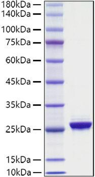 Recombinant Human NF-L/NEFL Protein (RPCB1448)