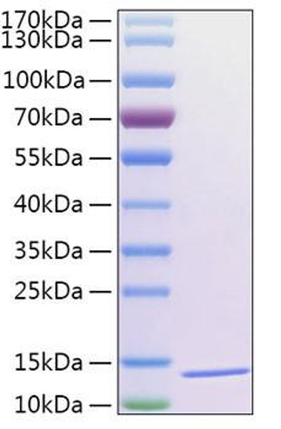 Recombinant Human Thioredoxin-2/MTRX/TXN2 Protein (RPCB1461)