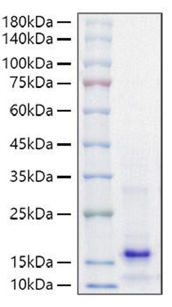 Recombinant Mouse Parathormone/PTH Protein (RPCB1462)