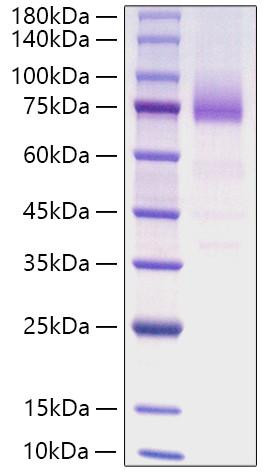 Recombinant Human SR-B3/CD36 Protein (RPCB1473)