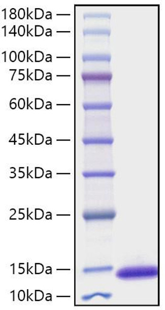 Recombinant Mouse CXCL10/IP-10 Protein (RPCB1483)