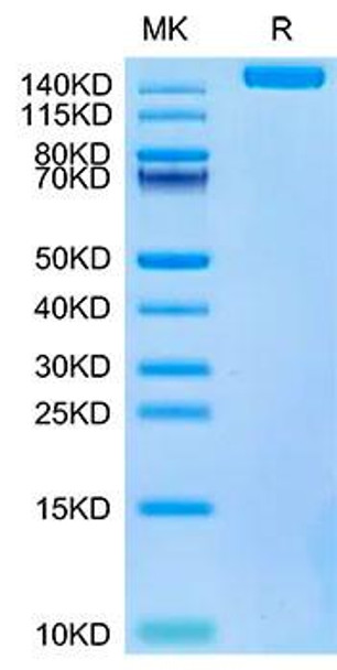 Biotinylated Recombinant SARS-COV-2 Spike S1+S2 ECD (S-ECD) Trimer Protein (RPCB1489)