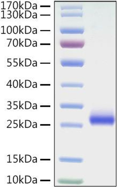 Recombinant Mouse TNFRSF5/CD40 Protein (RPCB1527)