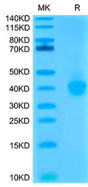Recombinant Cynomolgus B7-H1/PD-L1/CD274 Protein (RPCB1544)