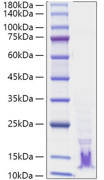 Recombinant Human TGF-alpha Protein (RPCB1561)