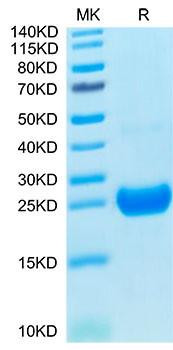 Recombinant Cynomolgus IL-17F Protein (RPCB1581)