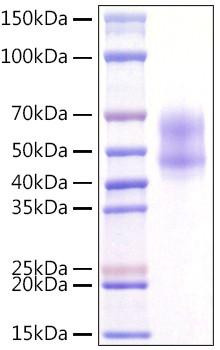 Recombinant Human MITF Protein (RPCB1606)