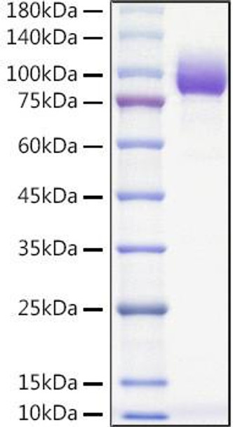 Recombinant Mouse PVR/CD155 Protein (RPCB1616)