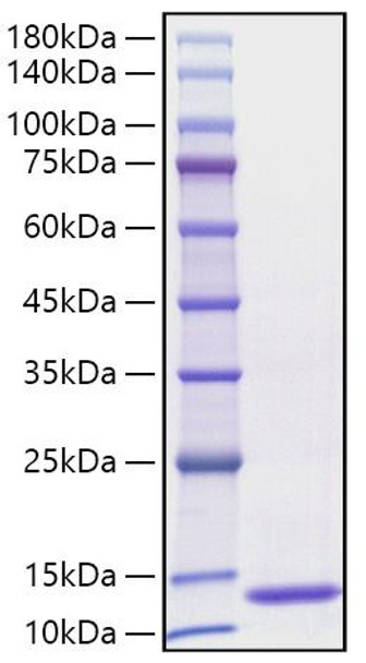 Recombinant Human CCL3/MIP-1 alpha Protein (RPCB1647)