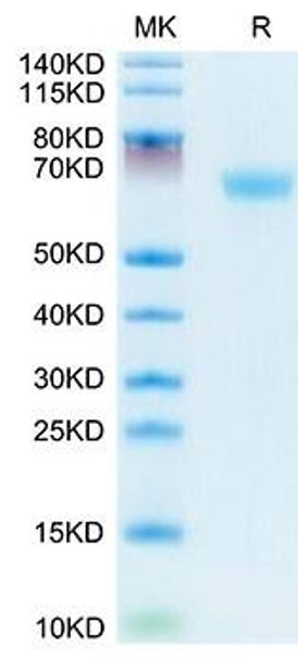 Recombinant Mouses LAMP5 Protein (RPCB1661)