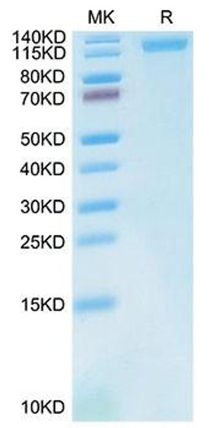 Recombinant Cynomolgus LDLR Protein (RPCB1663)