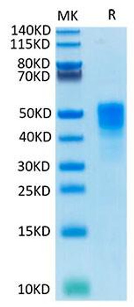 Recombinant Cynomolgus TROP-2/TACSTD2 Protein (RPCB1695)