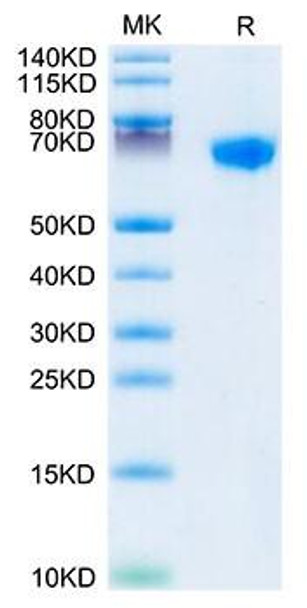 Recombinant Rhesus macaque LILRB1/ILT-2/CD85j Protein (RPCB1703)