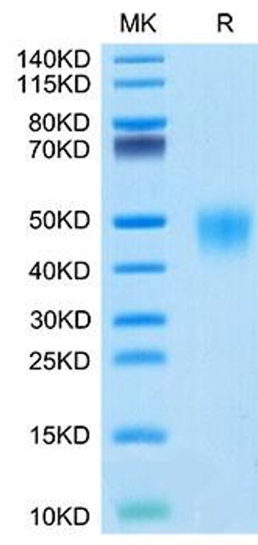 Recombinant Cynomolgus Fc gamma RIII/CD16 Protein (RPCB1724)