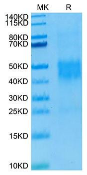 Recombinant Human NKG2C/KLRC2/CD159c Protein (RPCB1748)