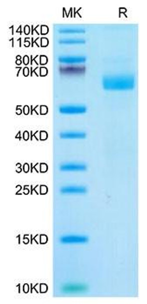 Recombinant Cynomolgus LILRA4/ILT-7/CD85g Protein (RPCB1758)