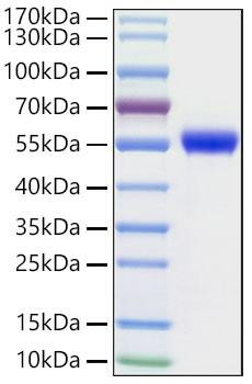 Recombinant Human NSE/ENO2 Protein (RPCB1761)