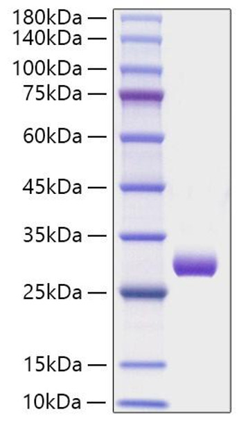 Recombinant Human Triosephosphate isomerase/TPI1 Protein (RPCB1781) Recombinant Human Triosephosphate isomerase/TPI1 Protein (RPCB1781)