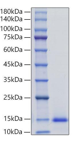 Recombinant Mouse CCL7/MCP-3 Protein (RPCB1905)