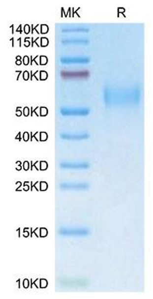 Recombinant Mouse uPAR/PLAUR/CD87 Protein (RPCB1911)