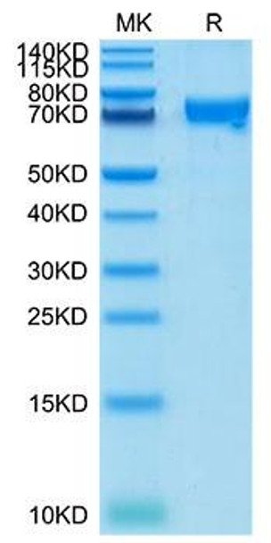 Recombinant Cynomolgus CRTAM/CD355 Protein (RPCB1943)
