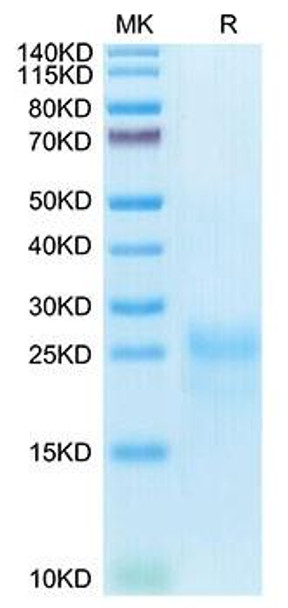 Recombinant Cynomolgus CTLA-4/CD152 Protein (RPCB1945)