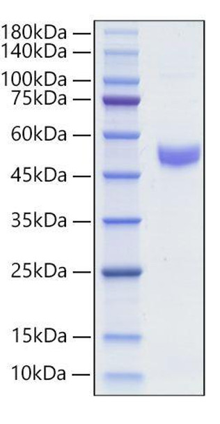 Recombinant Mouse  IgM  Protein (RPCB2076)