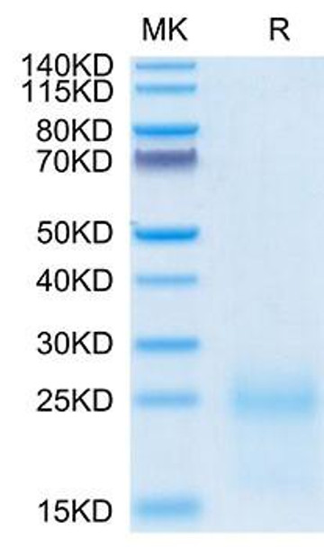 Recombinant Cynomolgus TSLP Protein (RPCB2091)