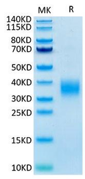 Recombinant Mouse LAIR-1/CD305 Protein (RPCB2096)