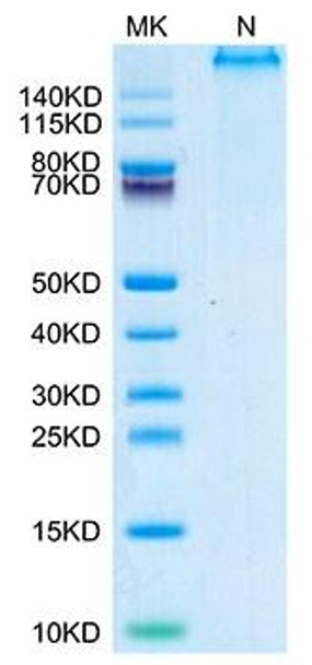 Recombinant Human P53 WT (HLA-A*02:01) Tetramer Protein (RPCB2098)