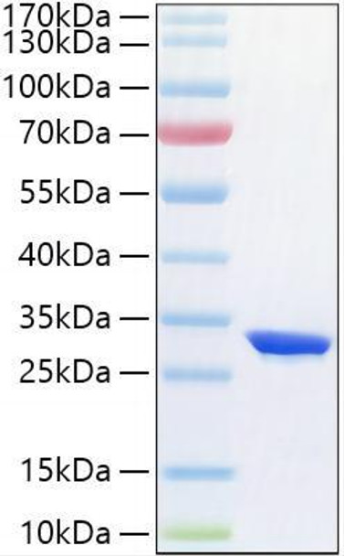 Recombinant Human HIF-1 alpha Protein (RPCB2133)
