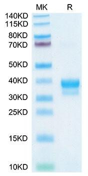 Recombinant Cynomolgus IgE Protein (RPCB2177)