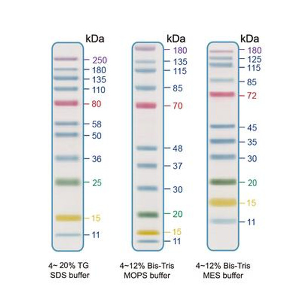5-Color Prestained Protein Ladder (11-250 kDa)