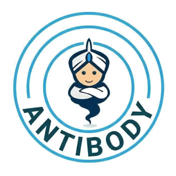 Anti-BOB1 [R01-6M2] Monoclonal Antibody (AGMB04118)