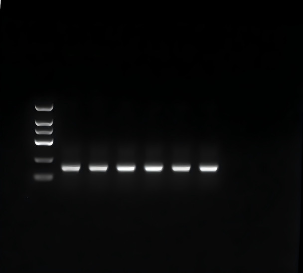 GenieLadder DNA Loading Buffer
