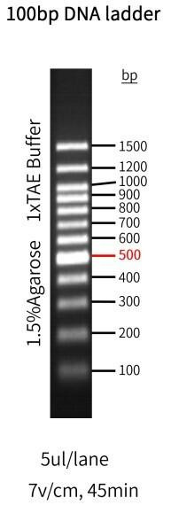 GenieLadder 100 bp DNA Ladder