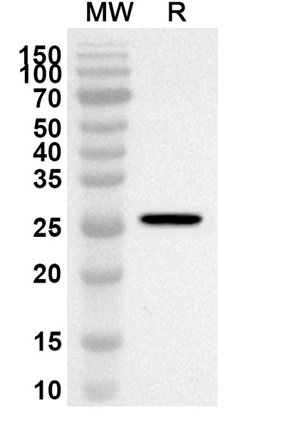 Ranibizumab Polyclonal Antibody